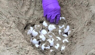 Biologists move unprecedented Orange County sea turtle eggs to protect them from hurricane-driven waves