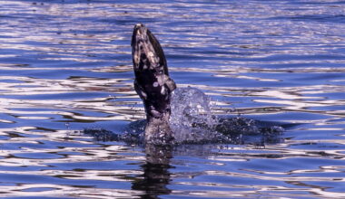 Chinook salmon eggs may not survive in warmer Sacramento River