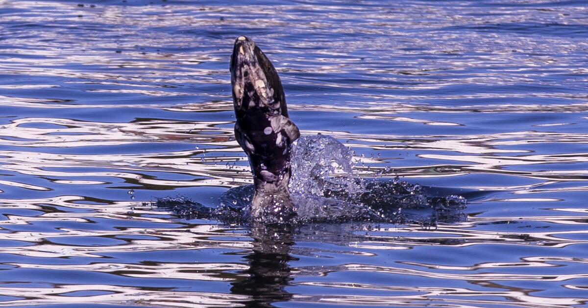 Chinook salmon eggs may not survive in warmer Sacramento River