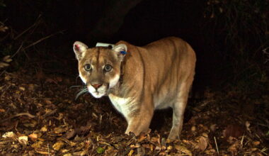 Bringing the 'Wild King' home: P-22 statue coming to Griffith Park