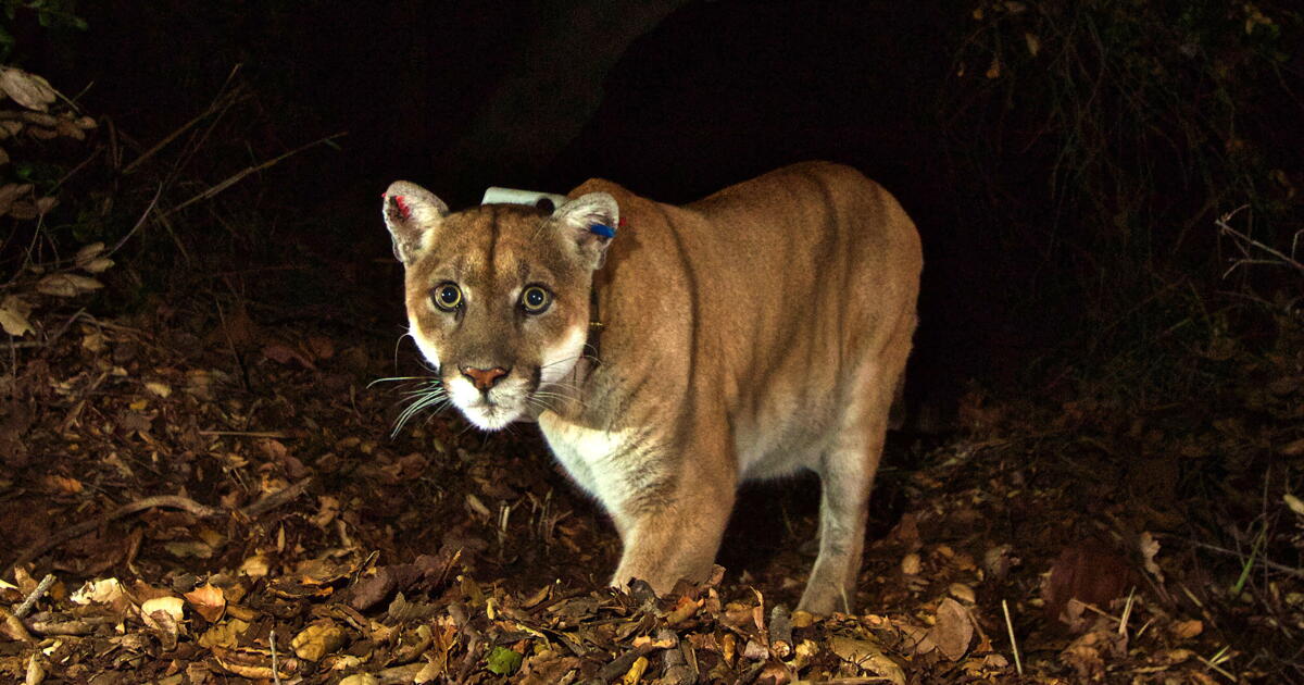 Bringing the 'Wild King' home: P-22 statue coming to Griffith Park