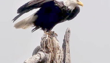 Celebrate California Wildlife Day in honor of Jackie the bald eagle