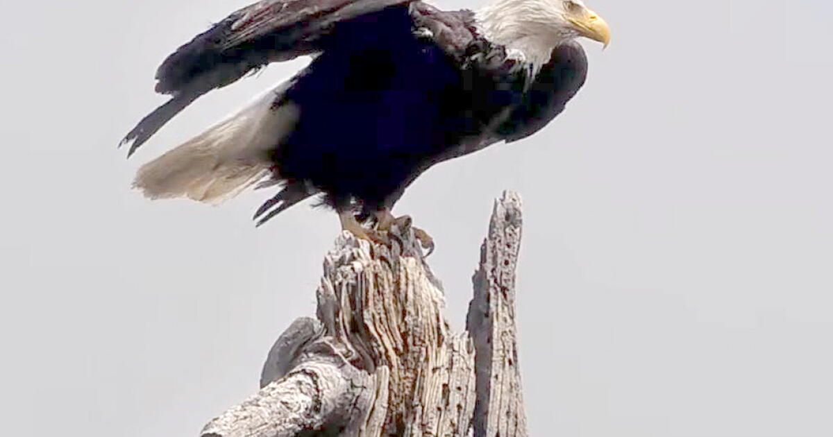 Celebrate California Wildlife Day in honor of Jackie the bald eagle