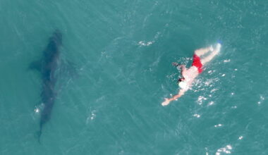Drone footage shows shark circling swimmer in Santa Barbara