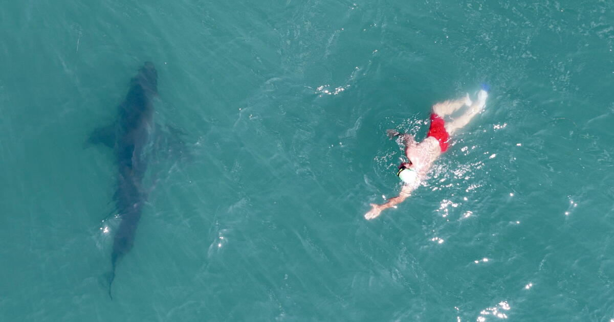 Drone footage shows shark circling swimmer in Santa Barbara