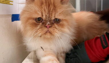 524 cats, living and dead, seized from Southern California nonprofit