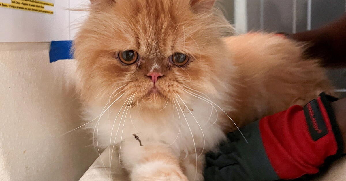 524 cats, living and dead, seized from Southern California nonprofit