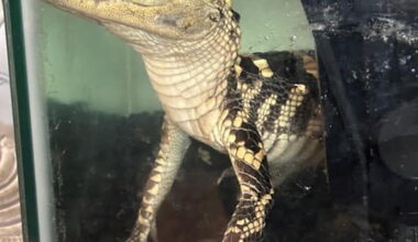 Feds find small alligator, 42 kilos of fentanyl in downtown L.A. luxury apartment