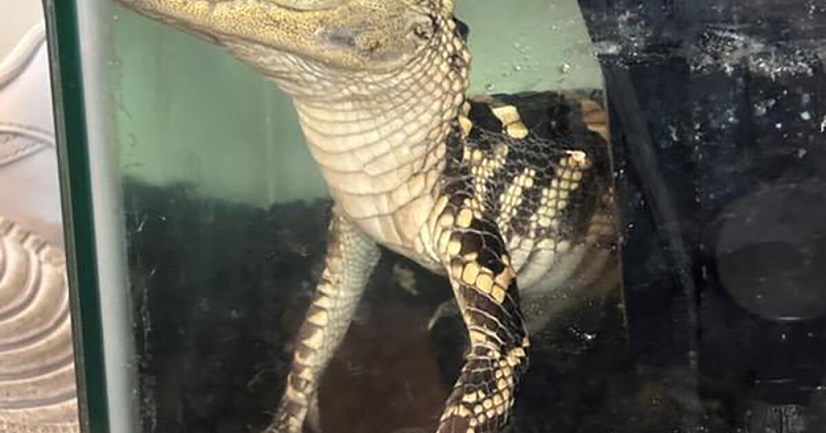 Feds find small alligator, 42 kilos of fentanyl in downtown L.A. luxury apartment