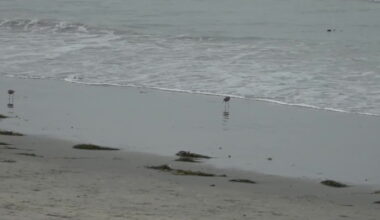 Coastal Clean up day in San Diego