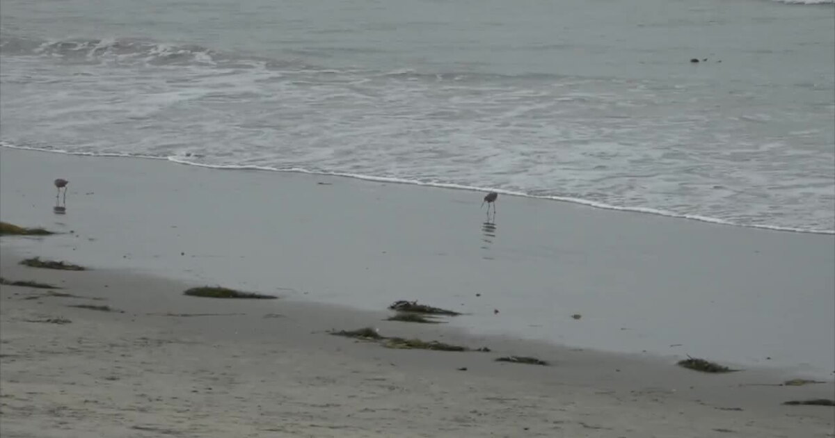 Coastal Clean up day in San Diego