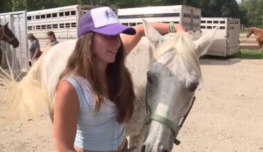 Seized horses returned to Milford trail ride business