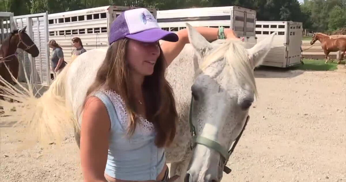 Seized horses returned to Milford trail ride business
