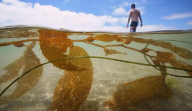 California Officials Allow Plans for the Country's Biggest Kelp Farm to Move Forward
