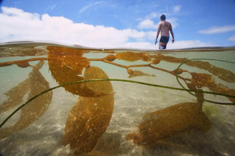 California Officials Allow Plans for the Country's Biggest Kelp Farm to Move Forward