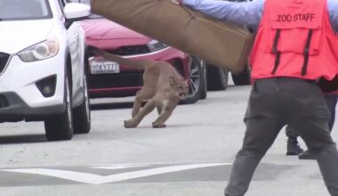 Mountain lion tranquilized, captured in the Outer Sunset