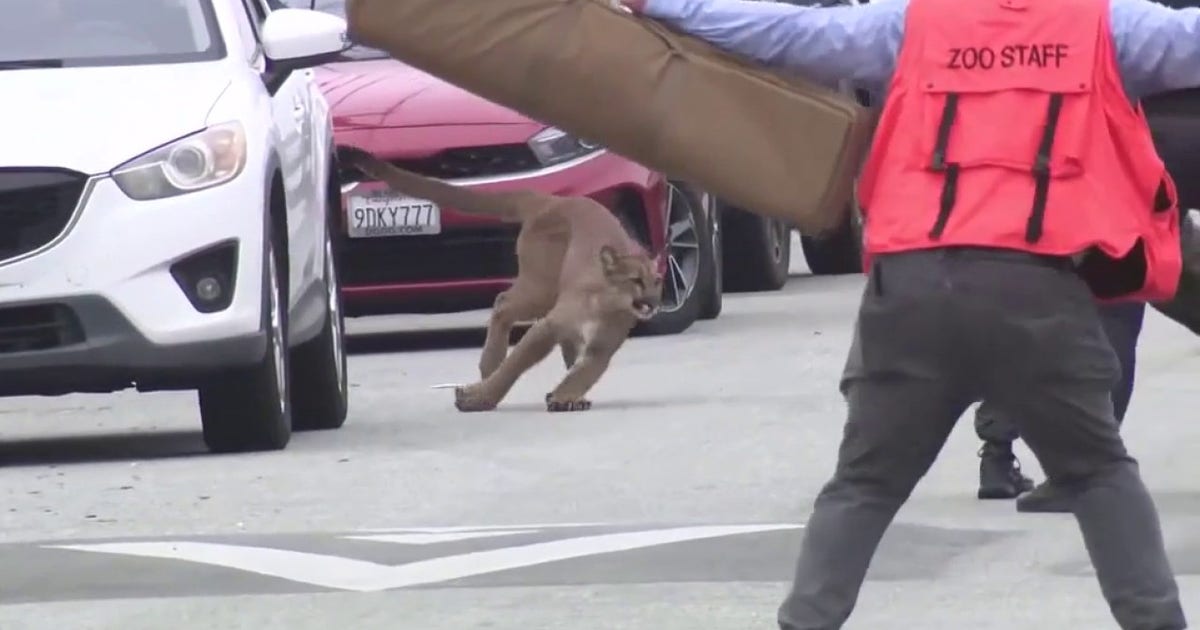 Mountain lion tranquilized, captured in the Outer Sunset