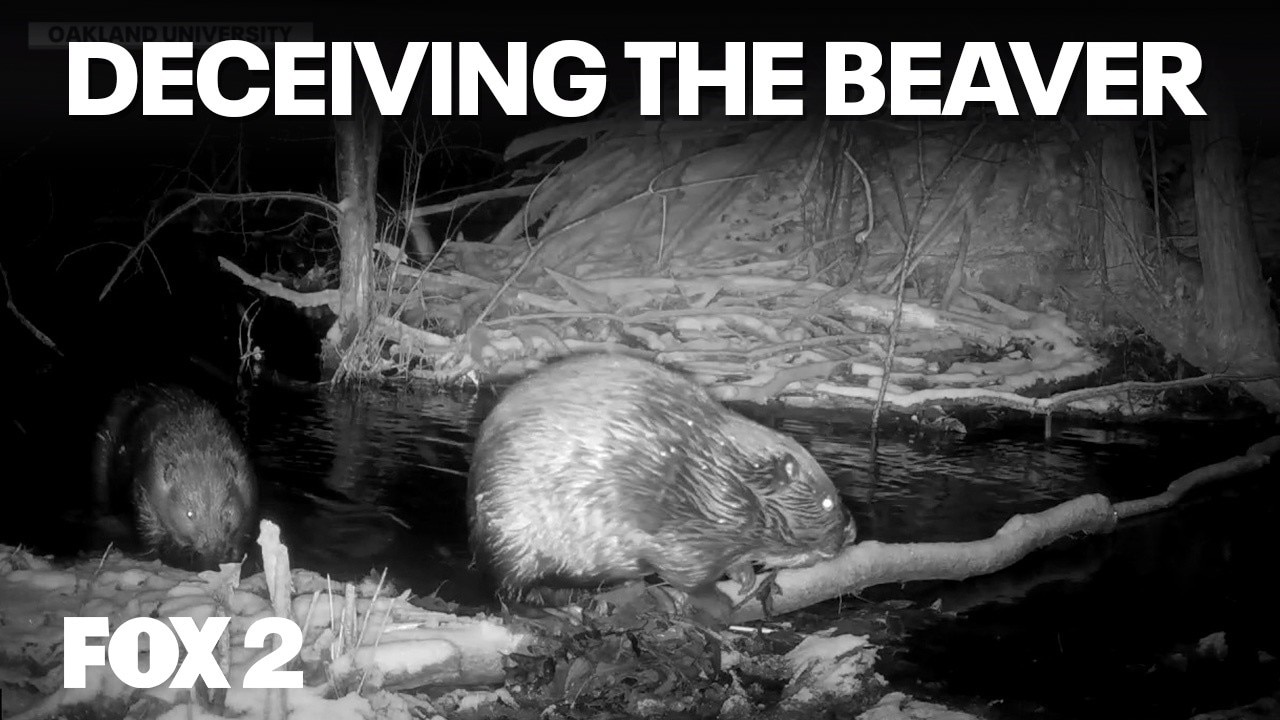 Co-existing with beavers as they return to Michigan