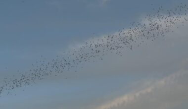 Between Sacramento and Davis, nearly 250,000 bats take flight each night beneath the Yolo Causeway
