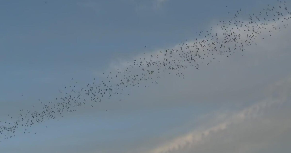 Between Sacramento and Davis, nearly 250,000 bats take flight each night beneath the Yolo Causeway