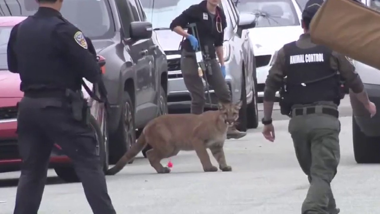 Mountain lion safely captured, tranquilized in San Francisco neighborhood