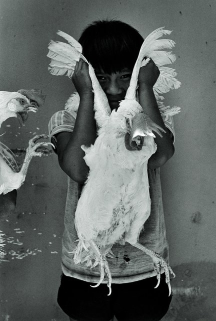 A child holds a white chicken up to their face, with another chicken visible on the left.