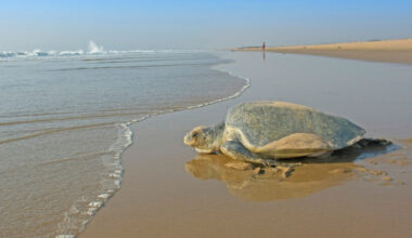 Wildlife Officials Move Eggs from First Confirmed West Coast Sea Turtle Nests -- Environmental Protection