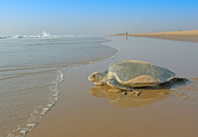 Wildlife Officials Move Eggs from First Confirmed West Coast Sea Turtle Nests -- Environmental Protection