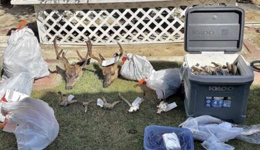 California poaching suspect arrested with 931 black bass, deer and bear meat