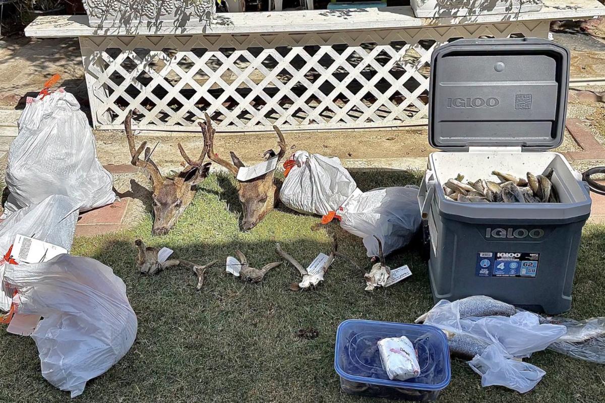 California poaching suspect arrested with 931 black bass, deer and bear meat