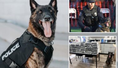 California K9 Otis sniffs out 440 pounds of cocaine during Alhambra traffic stop