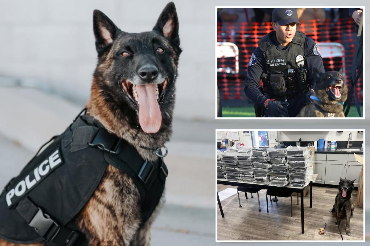 California K9 Otis sniffs out 440 pounds of cocaine during Alhambra traffic stop