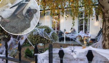 Halloween fake spider webs can trap and kill bats, experts warn