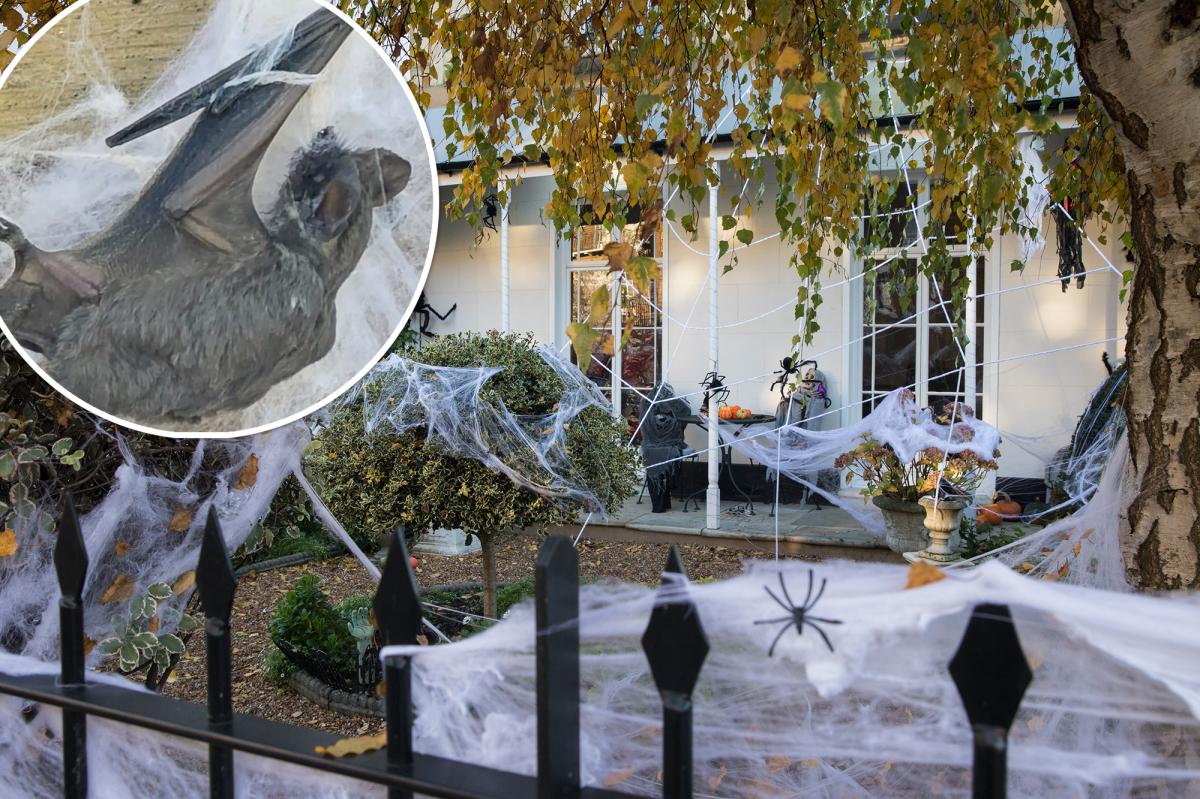Halloween fake spider webs can trap and kill bats, experts warn