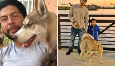 LA family mourns husky found hanged outside Lynwood laundromat