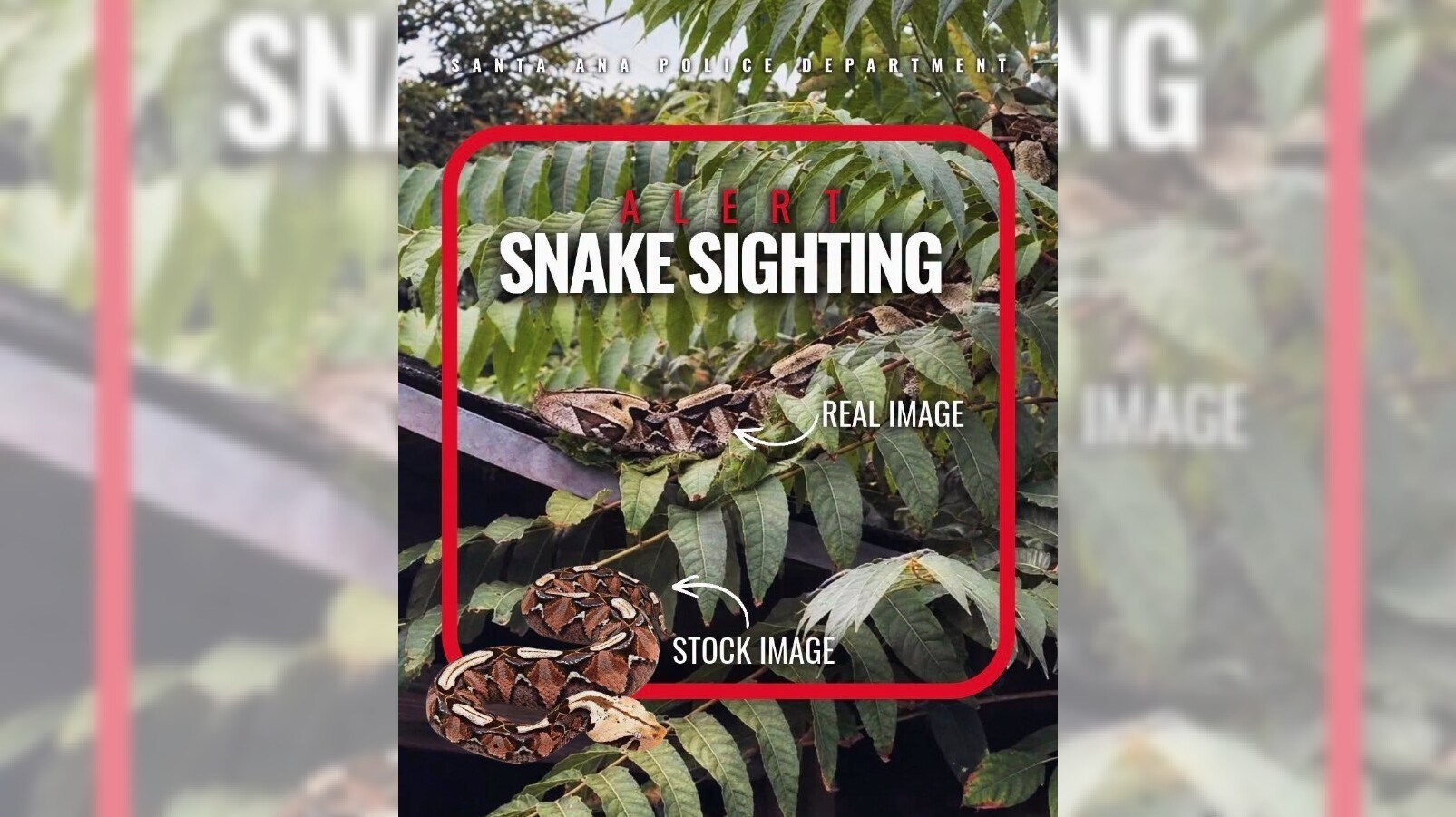 California snake hoax highlights challenges of detecting AI-generated images – The Mercury News