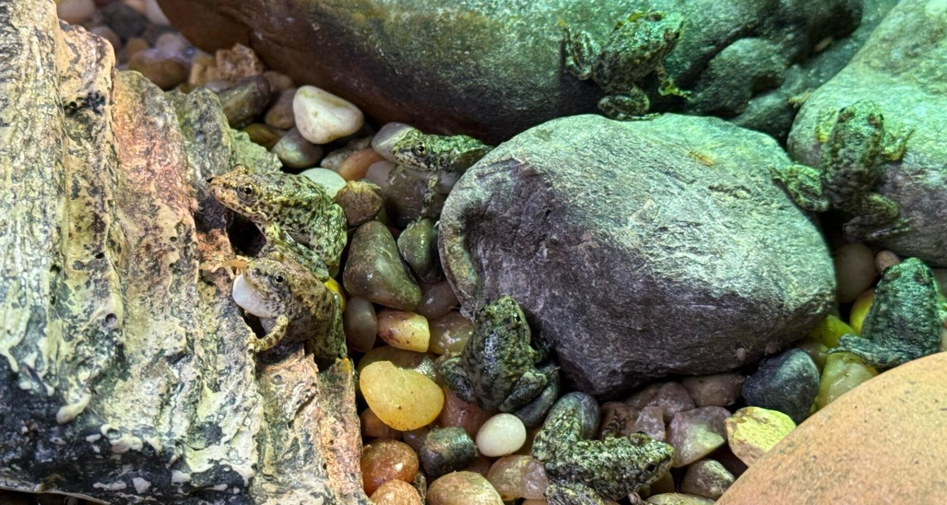 Aquarium of the Pacific cares for hundreds of tadpoles until they’re ready for the wild – San Gabriel Valley Tribune