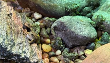 Aquarium of the Pacific cares for hundreds of tadpoles until they’re ready for the wild – San Gabriel Valley Tribune