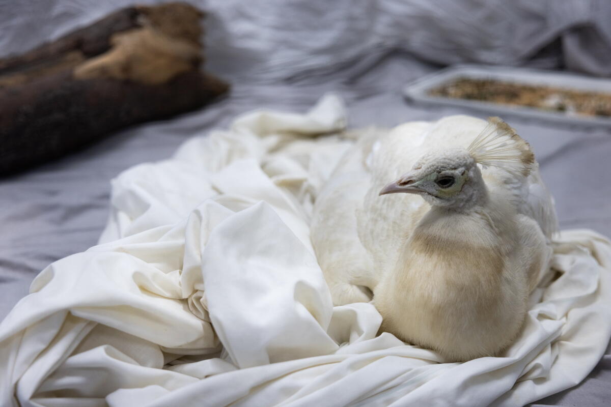An albino peacock named Sugar