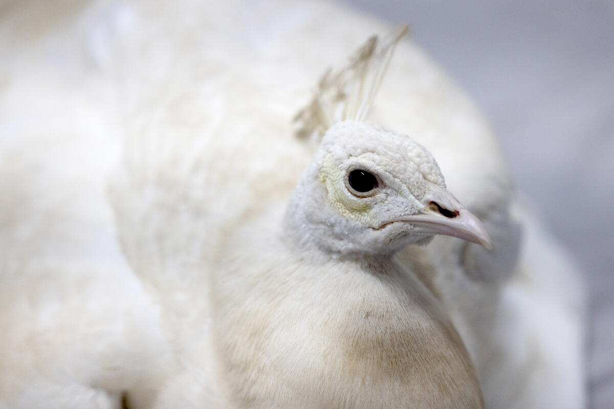 An albino peacock, named Sugar by local residents, rests at Pasadena Humane.