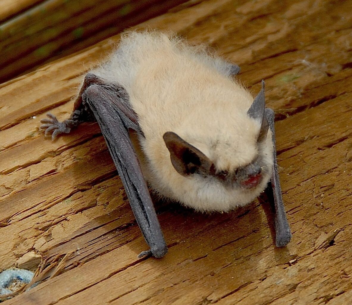 1st rabid bat found in Long Beach since 2014, city says