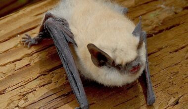 1st rabid bat found in Long Beach since 2014, city says
