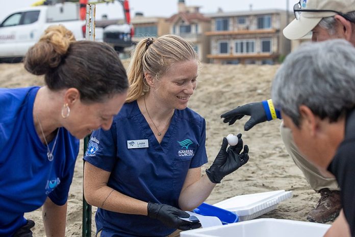 Aquarium biologists save rare eggs from Seal Beach nest before tidal surge