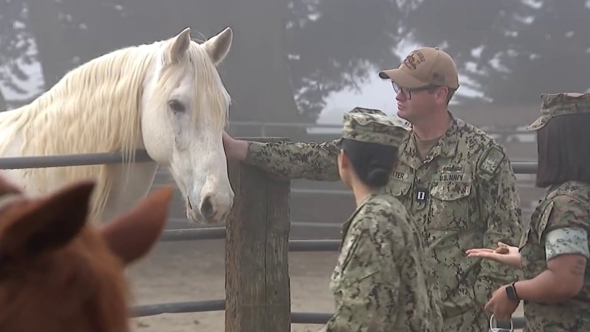 ‘Horses and Heroes’ brings new experience to SF Fleet Week – NBC Bay Area