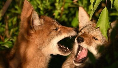 Coyotes choose the front of a couple's Southern California cabin for an early morning scrap