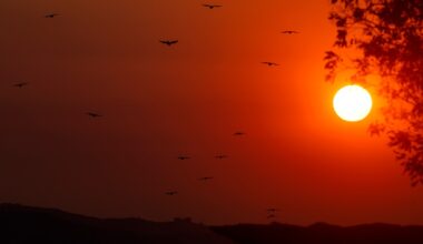 Anaheim hits 100 degrees on Tuesday, marking 4th straight day of record-breaking heat – San Gabriel Valley Tribune