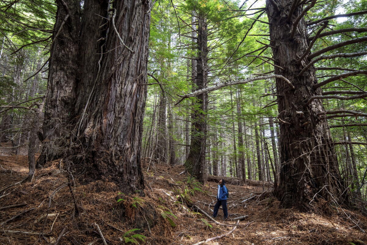 Redwoods