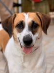 Satire: Pets at the polls – San Diego Jewish World