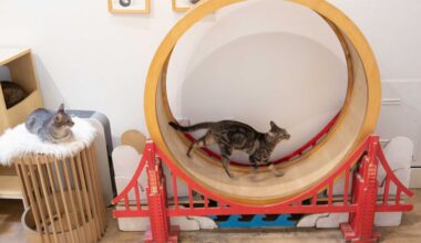 Bay Area Cafés to Cuddle + Play with Cats and Bunnies