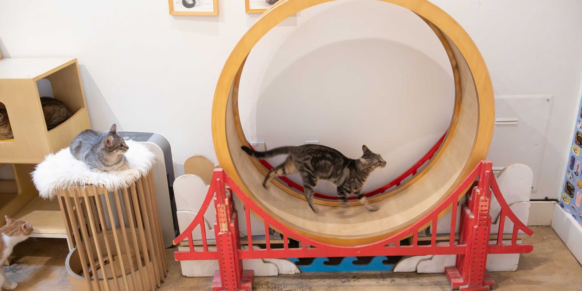 Bay Area Cafés to Cuddle + Play with Cats and Bunnies